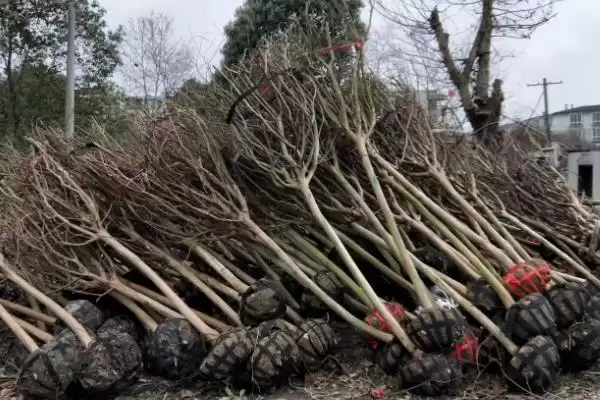 图片[3]-紫薇价格的波动和要点？了解紫薇价格需关注哪些市场要素？-会东网
