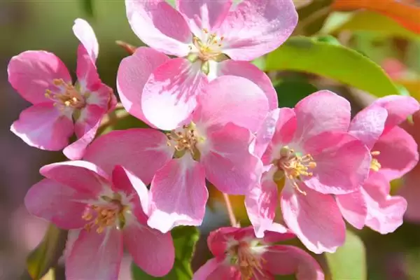 图片[4]-庭院花卉种植优选：太阳花、腊梅花打造美丽家园-会东网