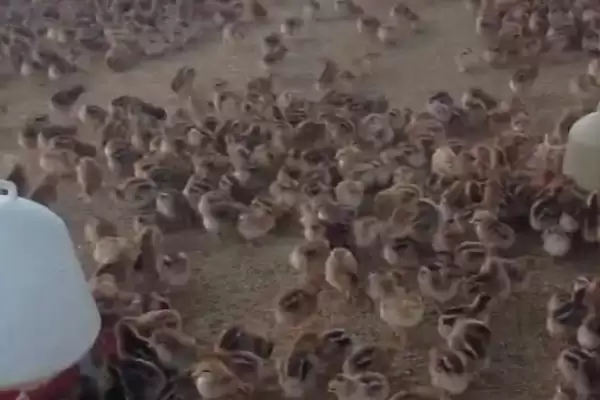 把握小鸡饲养要点的方法和重点?养鸡要做好哪些幼鸡喂养规划?插图3 把握小鸡饲养要点的方法和重点?养鸡要做好哪些幼鸡喂养规划?插图3