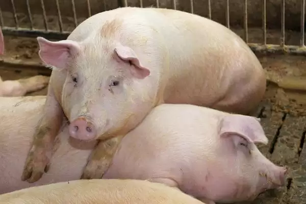探究猪低温不食原因的方法和重点？养猪要做好哪些健康诊断与护理细节？插图2