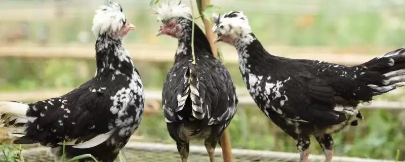 打造贵妃鸡养殖环境的方法和重点?养鸡要做好哪些特色养殖条件营造?-会东网