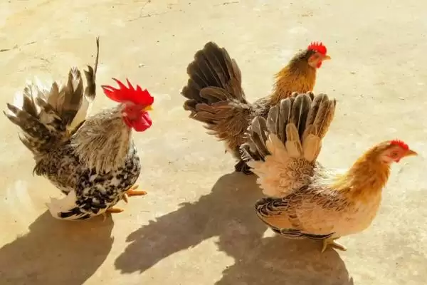 了解招财鸡价格的方法和重点?养鸡要做好哪些特色鸡价格关注?插图1 了解招财鸡价格的方法和重点?养鸡要做好哪些特色鸡价格关注?插图1