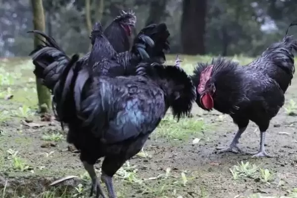 明确乌鸡产地范围的方法和重点?养鸡要做好哪些品种溯源?插图1 明确乌鸡产地范围的方法和重点?养鸡要做好哪些品种溯源?插图1