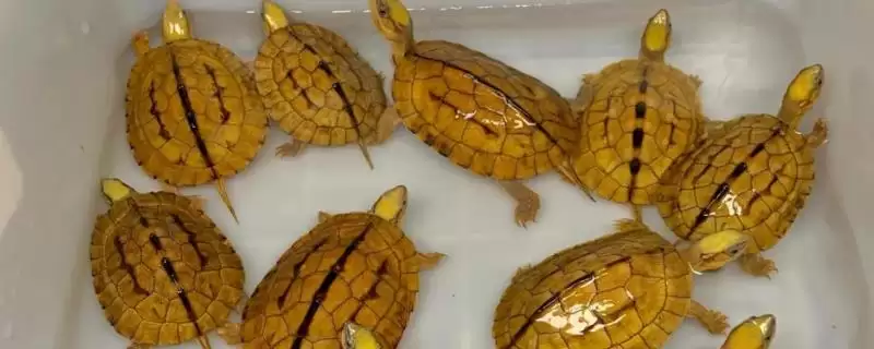 金钱龟的饲养方式 ,金钱龟适合干养还是水养呢-会东网