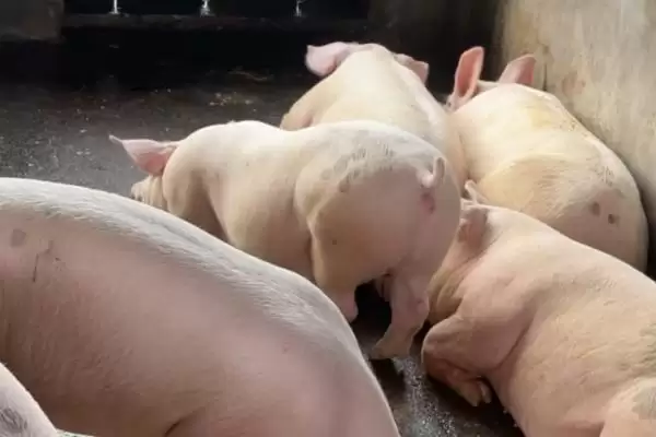 了解猪口蹄疫是否传染给牛的方法和重点？养猪要做好哪些疫病传播防控细节？插图1