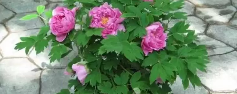 盆栽芍药覆土厚度奥秘：3-4厘米左右的科学依据-会东网