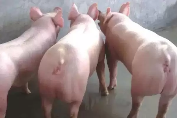 母猪喘气不吃食应该怎么办呢,母猪喘气不吃食需定时给猪舍通风插图3