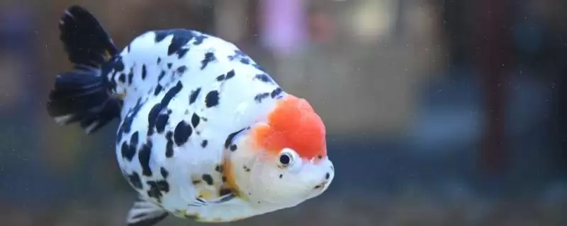 兰寿鱼对氧气的要求 ,兰寿鱼在怎样的水质易死亡?插图 兰寿鱼对氧气的要求 ,兰寿鱼在怎样的水质易死亡?插图