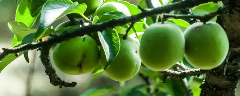 青梅成熟季节揭秘：作为秋季时令水果的生长周期-会东网