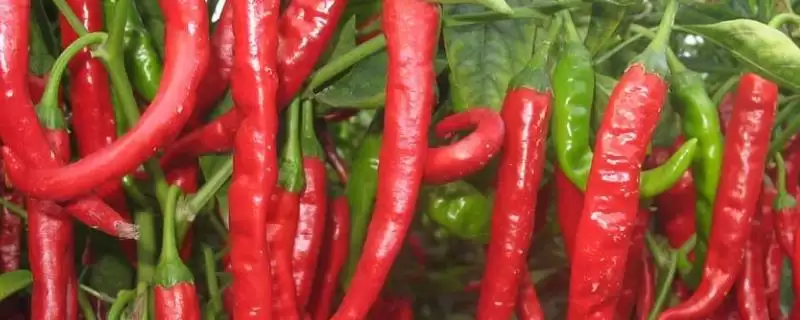 辣椒延长采收期的方法 ,减少病害为何能延长辣椒采收期?-会东网