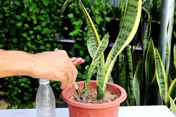 图片[5]-如何促使虎皮兰冒新芽？养护虎皮兰促新芽要掌握哪些有效技巧？-会东网