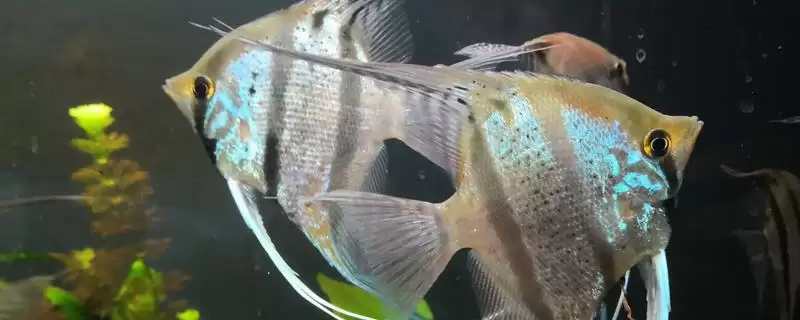 蓝灯珍珠燕子鱼的养殖难度 ,蓝灯珍珠燕子鱼难养在哪方面？-会东网