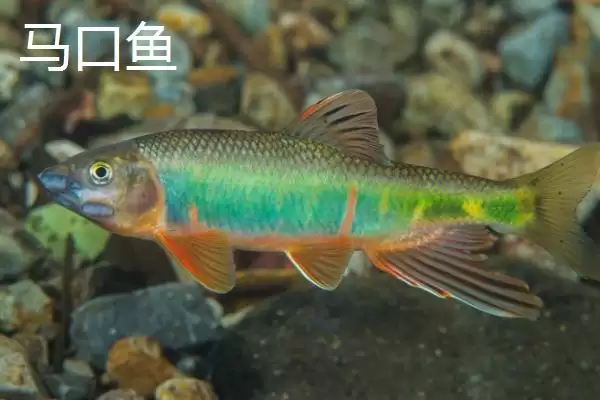 宽鳍鱲和马口鱼的区别 ,宽鳍鱲胸鳍的黑色斑点有何特征？插图8