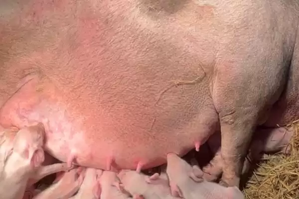 计算小猪从出生到出栏饲料量的方法和重点?养猪要做好哪些成本核算细节?插图5 计算小猪从出生到出栏饲料量的方法和重点?养猪要做好哪些成本核算细节?插图5