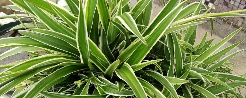 甲醛克星花卉:吊兰、菊花、白掌让你室内空气更清新-会东网