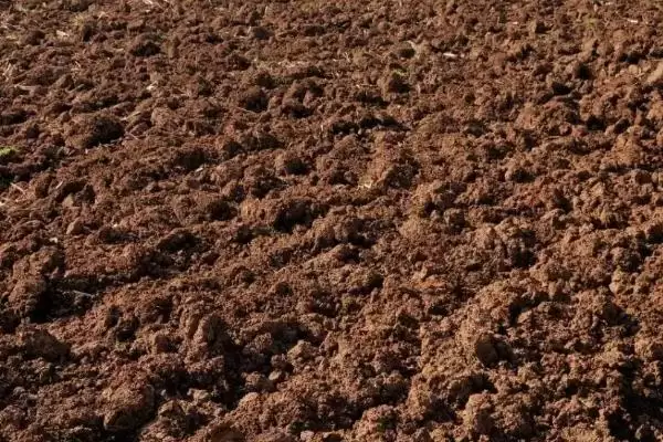 兰花红宝石的品种归属 ,兰花红宝石为什么属于春兰呢?插图2 兰花红宝石的品种归属 ,兰花红宝石为什么属于春兰呢?插图2