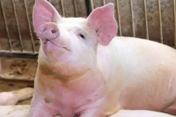 探究育肥猪拉黑稀原因的方法和重点?养猪要做好哪些健康诊断细节?插图2 探究育肥猪拉黑稀原因的方法和重点?养猪要做好哪些健康诊断细节?插图2