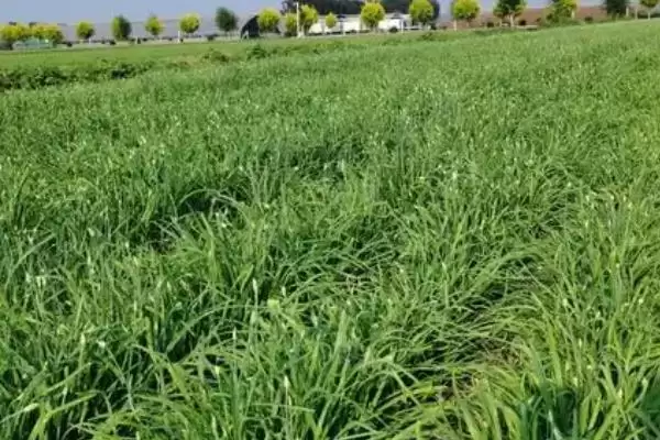 韭菜的种植方法 ,韭菜出苗后浇水频率是怎样的呢?插图3 韭菜的种植方法 ,韭菜出苗后浇水频率是怎样的呢?插图3