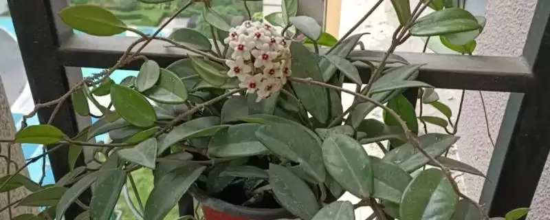 球兰养殖技巧与注意事项：“见干见湿”浇水原则要点-会东网