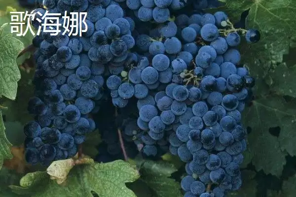图片[11]-葡萄酒酿制全攻略：采摘后多道工序的醇香之旅-会东网
