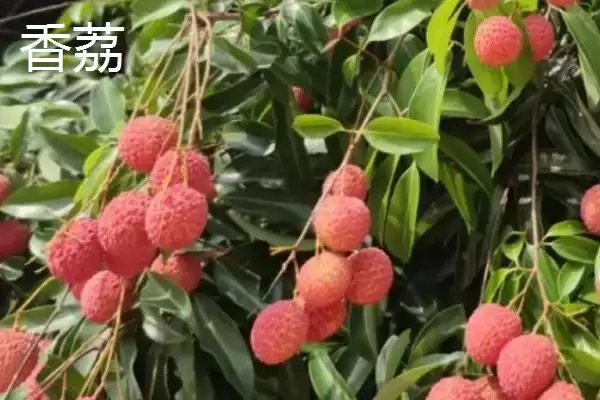 图片[6]-认识名贵优质荔枝品种的方法和重点？认识名贵优质荔枝品种要做好哪些细节？-会东网