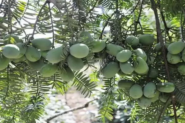 香榧的基本介绍和要点?了解香榧需关注哪些关键信息?插图3 香榧的基本介绍和要点?了解香榧需关注哪些关键信息?插图3