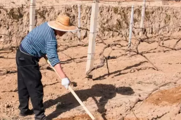 葡萄树越冬埋土技术:9月下旬到10月上旬首次浅埋的要点插图1 葡萄树越冬埋土技术:9月下旬到10月上旬首次浅埋的要点插图1