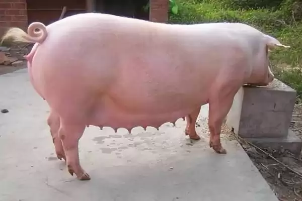 母猪产后不吃食应该怎么办呢,母猪产后不吃食需依实际情况采取措施插图3