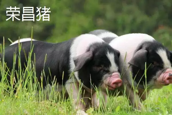 了解重庆市荣昌区特产的方法和重点?养猪与地方特色有哪些关联细节?插图1 了解重庆市荣昌区特产的方法和重点?养猪与地方特色有哪些关联细节?插图1