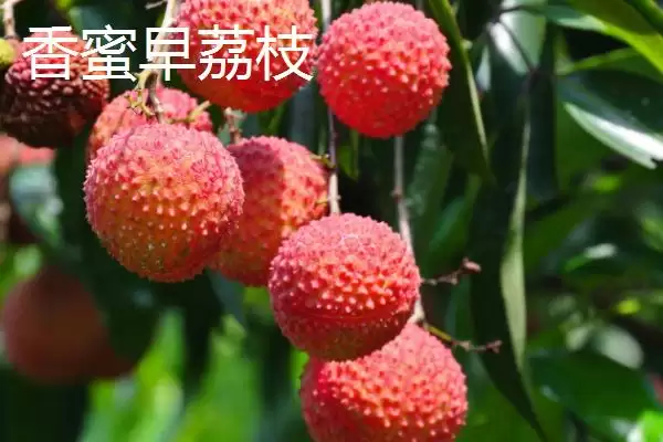 图片[9]-灵山荔枝的品种特点 ,灵山荔枝三月红有何成熟优势？-会东网