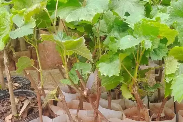 葡萄苗枝蔓管理技巧:新梢50厘米左右摘心的要点插图1 葡萄苗枝蔓管理技巧:新梢50厘米左右摘心的要点插图1