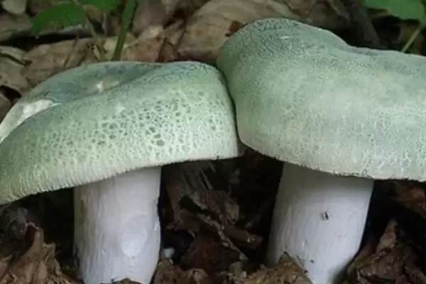 图片[2]-鉴别野生菌是否有毒的方法和重点？鉴别野生菌是否有毒要做好哪些细节？-会东网