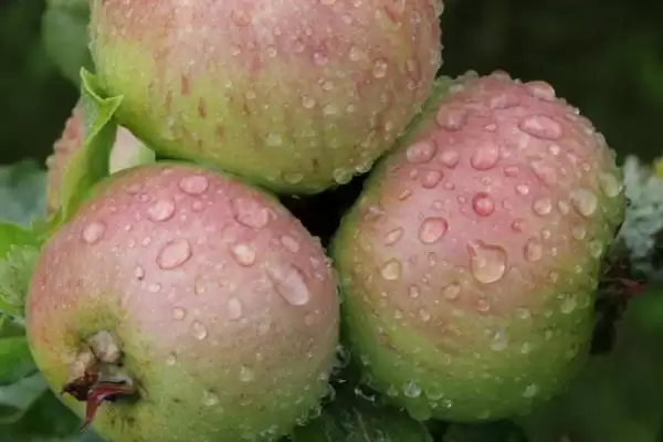 哪些因素会影响苹果着色,温度是主要原因插图3 哪些因素会影响苹果着色,温度是主要原因插图3