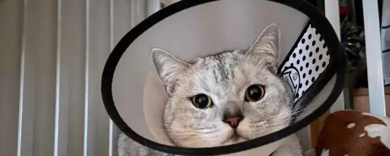 养猫会用到哪些家庭护理用品,体重秤、脖圈、体温计等物品经常使用插图 养猫会用到哪些家庭护理用品,体重秤、脖圈、体温计等物品经常使用插图