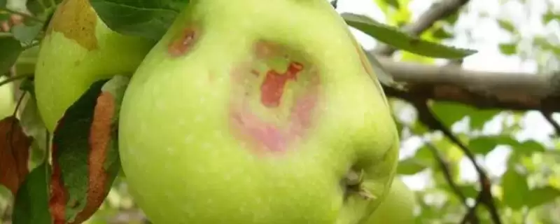 苹果缩果病，分为干斑型、木栓型和锈斑型三种-会东网