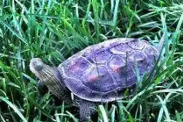 了解中华花龟食物的方法和重点?养猪场生态与其他生物有哪些关联细节?插图3 了解中华花龟食物的方法和重点?养猪场生态与其他生物有哪些关联细节?插图3