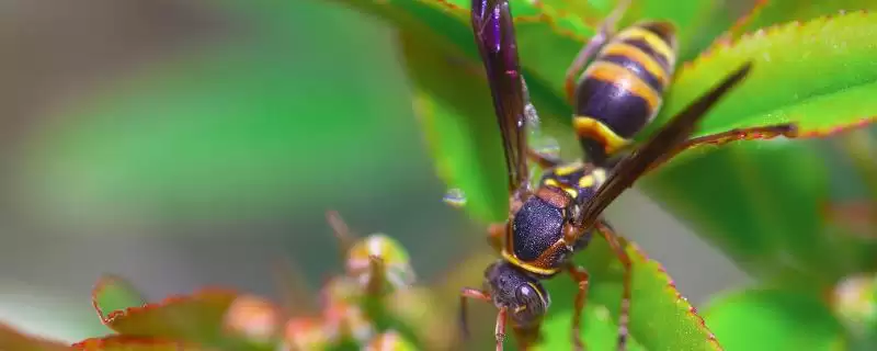 马蜂在窗户角筑巢怎么办,威胁到人身安全时则要立即处理掉插图 马蜂在窗户角筑巢怎么办,威胁到人身安全时则要立即处理掉插图