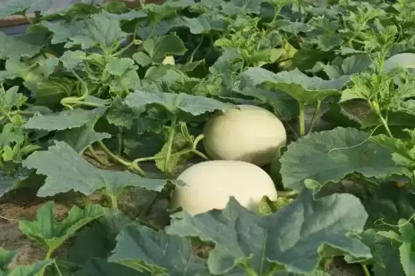 图片[3]-夏季薄皮甜瓜施肥方法的方法和重点？夏季薄皮甜瓜施肥要做好哪些细节？-会东网