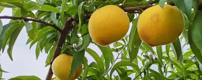 黄桃和普通桃的区别,黄桃呈金黄色、普通桃子呈青色外带一点粉红色-会东网