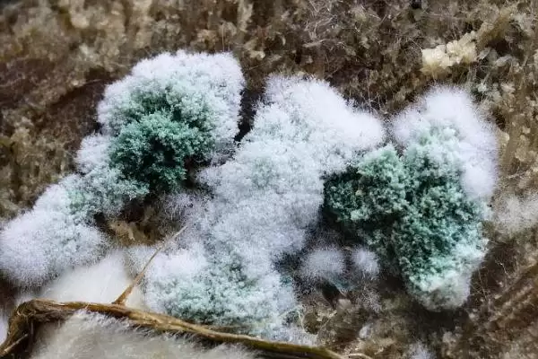 图片[4]-木霉菌具有什么样的作用呢,木霉菌能对抗控制植物病原、病毒等作用-会东网