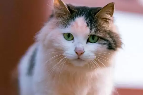 猫咪冬季怎样过冬适宜 ,猫咪冬季室内温度无需过高插图3 猫咪冬季怎样过冬适宜 ,猫咪冬季室内温度无需过高插图3