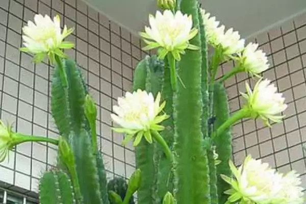 图片[3]-龙骨花的养殖方法 ,龙骨花养殖为何需充足散射光？-会东网