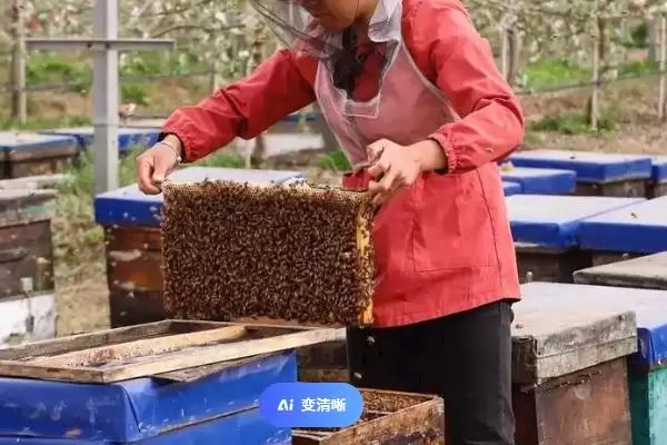 图片[5]-养蜂有没有补贴，取决于当地的政策-会东网