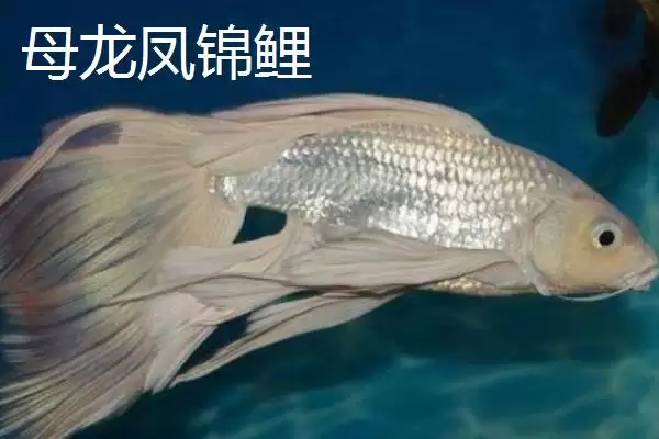图片[2]-龙凤锦鲤的公母分辨方法 ,龙凤锦鲤公母头部有何差异？-会东网