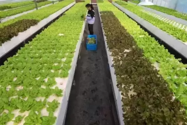 防治病虫害的适宜适期，害虫幼龄期、危险生育期、天敌敏感期适合用药插图9