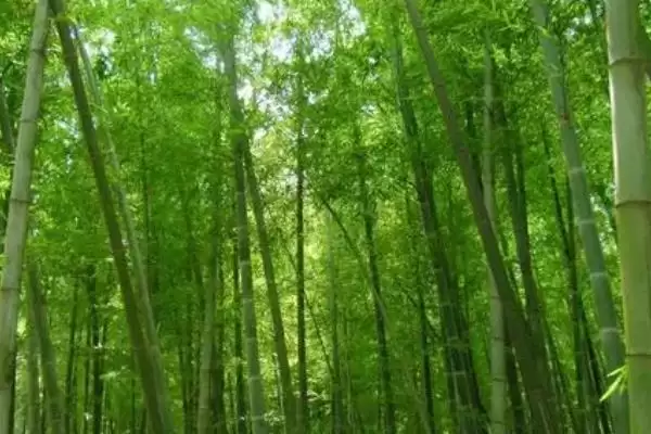 图片[10]-竹子种植成本的核算和要点？种植竹子成本计算需关注哪些？-会东网