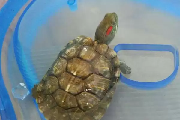 龟甲是乌龟的壳吗，是龟科动物乌龟的背甲及腹甲插图2