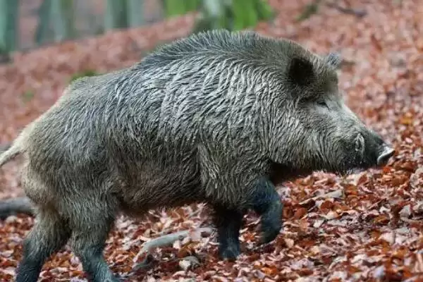 掌握特种野猪养殖特点的方法和重点?养猪要做好哪些特色养殖细节?插图4 掌握特种野猪养殖特点的方法和重点?养猪要做好哪些特色养殖细节?插图4