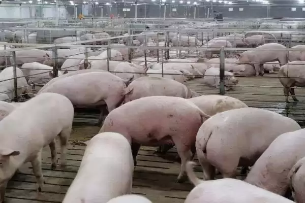 处理猪胀气问题的方法和重点？养猪要做好哪些肠胃健康管理细节？插图3