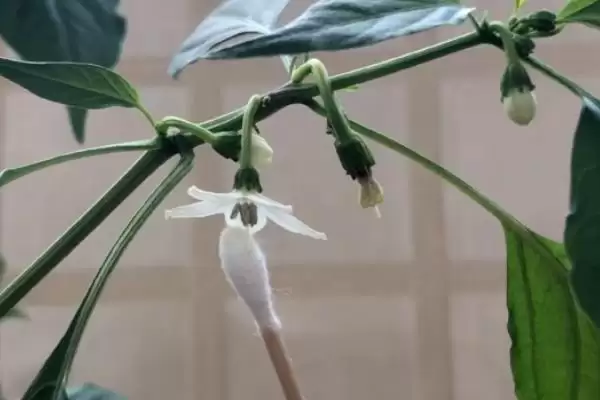 辣椒的授粉需求 ,辣椒为何需要授粉才能结果呢?插图1 辣椒的授粉需求 ,辣椒为何需要授粉才能结果呢?插图1